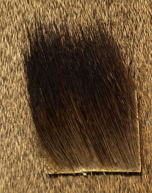 Moose Body Hair