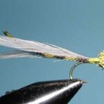 Burk's Damselfly Olive