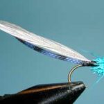 Burk's Blue Damsel