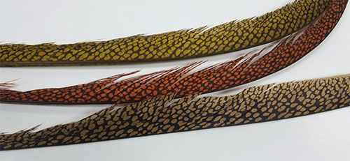 Golden Pheasant Tail