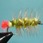 Olive/Brown Woolly Worm